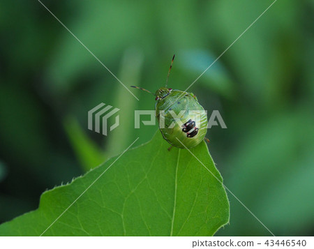 Larvae of Chabanus bug 43446540