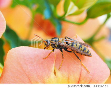 Polistes jokahamae 43446545