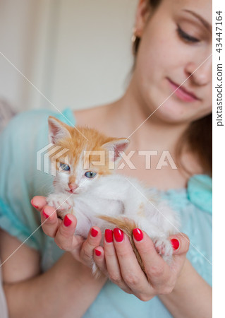 Close up of cute kitty in woman's hands. Close up of cute kitty in woman's hands. 43447164
