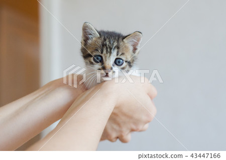Close up of cute kitty in woman's hands. 43447166
