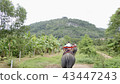 kingdom of thailand, thailand, phuket 43447243