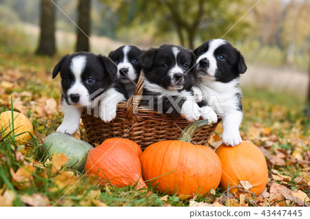 Corgi Puppies Dogs With A Pumpkin Stock Photo 43447445 Pixta Corgi Puppies Dogs With A Pumpkin