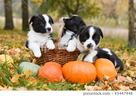 corgi puppies dogs with a pumpkin corgi puppies dogs with a pumpkin 43447446