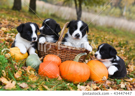 corgi puppies dogs with a pumpkin on an autumn corgi puppies dogs with a pumpkin on an autumn 43447447