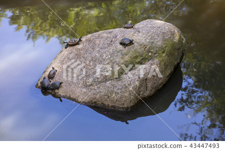 Tortoise break 43447493