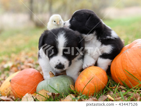 corgi puppies dogs with a pumpkin on an autumn corgi puppies dogs with a pumpkin on an autumn 43447526