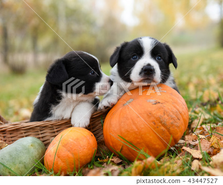 corgi puppies dogs with a pumpkin on an autumn  43447527