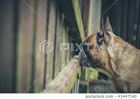 dog is at the fence 43447540