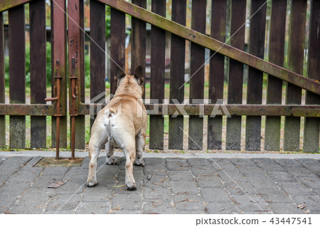dog is at the fence dog is at the fence 43447541