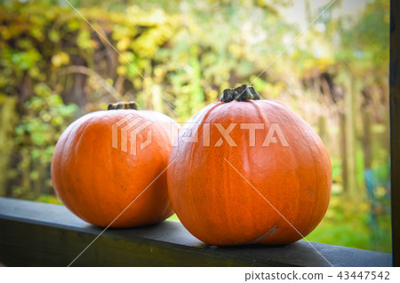 two orange pumpkins two orange pumpkins 43447542