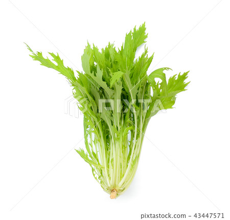 fresh mizuna vegetable isolated on white fresh mizuna vegetable isolated on white 43447571