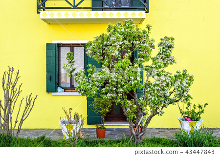 Daylight view to blossom tree and bright yellow Daylight view to blossom tree and bright yellow 43447843