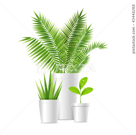 Realistic Detailed 3d House Plant Pot Set. Vector - Stock Illustration ...