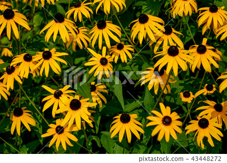 Rudobekia Rudobekia 43448272