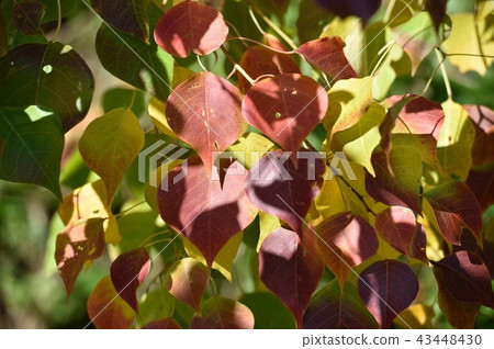 Autumn leaves of Chinese tallow Autumn leaves of Chinese tallow 43448430