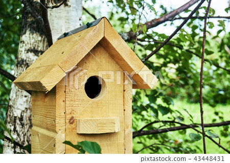 Wooden birdhouse on a birch tree in the forest in summer Wooden birdhouse on a birch tree in the forest in summer 43448431