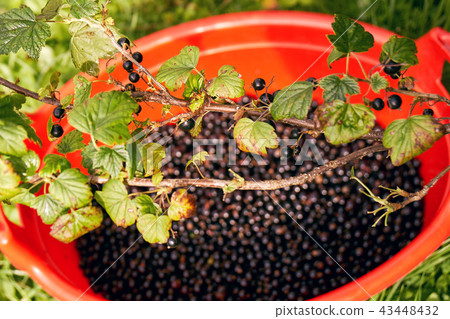 Large plastic basin full of freshly picked blackcurrant berries under a bush during harvesting 43448432