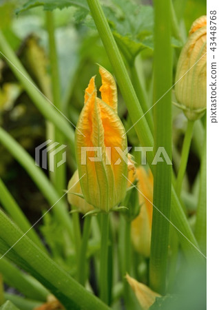 西葫蘆obana 43448768