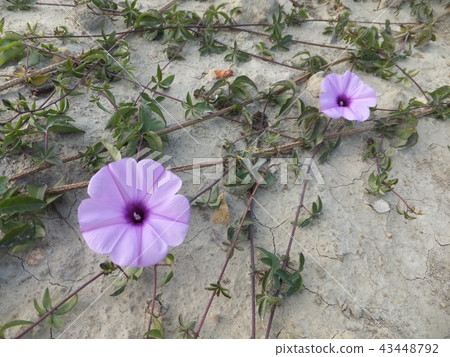 新竹市十七公里海岸線 43448792