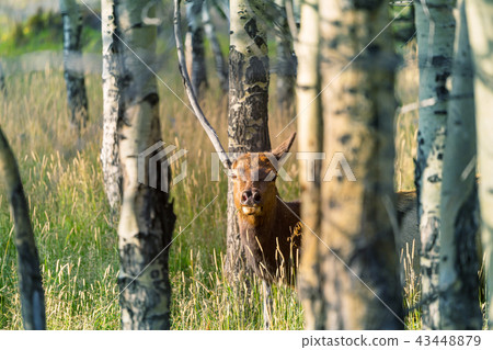 Elk Elk 43448879