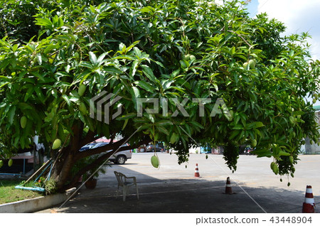 木瓜樹（大城府/泰國） 43448904