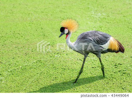 Grey crowned crane or Balearica regulorum 43449064