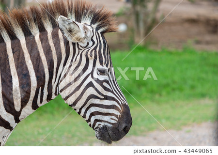 Close up zebra's head Close up zebra's head 43449065
