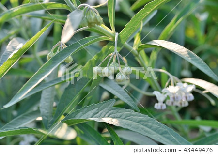 A bud of Huu St. Ouata 43449476