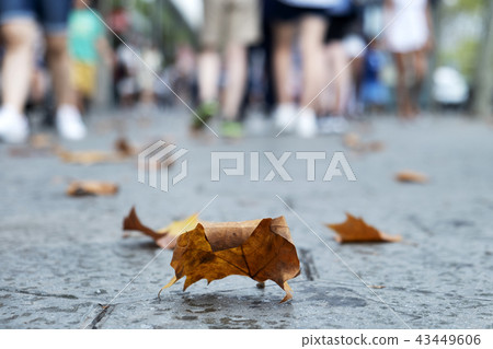 dry leaves on the pavement of street in Barcelona 43449606