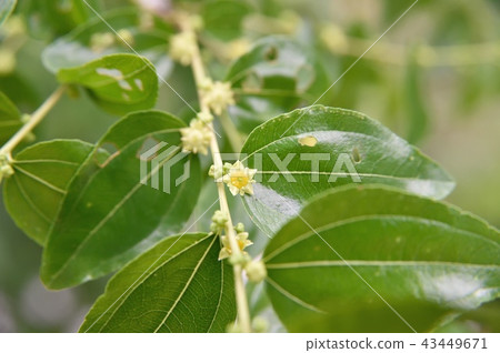 Jujube flowers 43449671