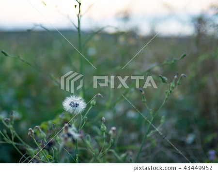 Fruits of Lactuca indica 43449952