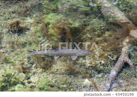 天然岩魚 43450199