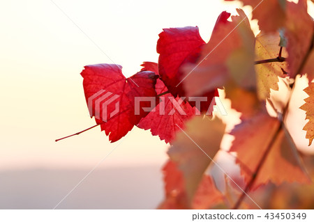 Red vine leaves in late autumn Red vine leaves in late autumn 43450349