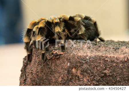 Mexican redknee tarantula, Brachypelma smithi Mexican redknee tarantula, Brachypelma smithi 43450427