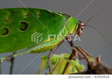 Malaysian leaf locust, Ancylecha fenestrata Malaysian leaf locust, Ancylecha fenestrata 43450428