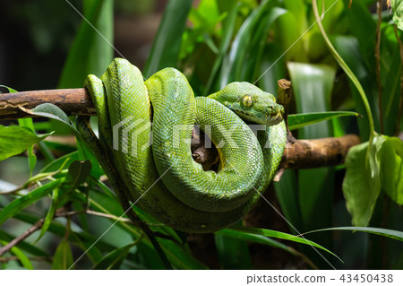 Green Tree Python, Morelia viridis 43450438