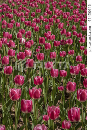 Beautiful tulip against sun light in the garden Beautiful tulip against sun light in the garden 43450646