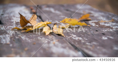 together together 43450916