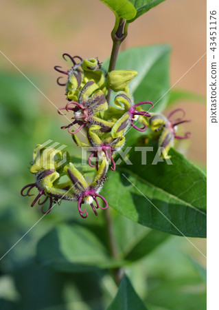 Silkvine 43451176