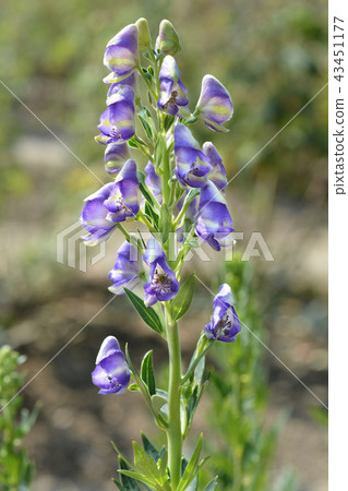 Variegated monkshood 43451177