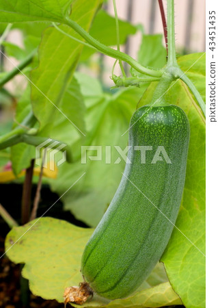 Blue large long striped salmon 43451435