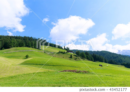 Dobbiaco green forest and mountains 43452177