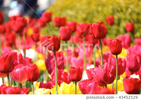 一群鬱金香 43452529