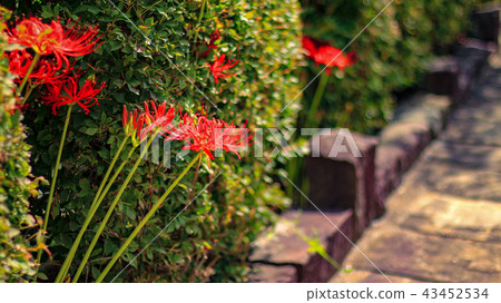 路邊的群集孤挺花 43452534