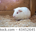 White guinea pig 43452645
