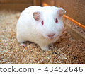 White guinea pig 43452646