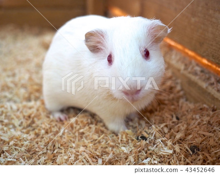 White guinea pig 43452646