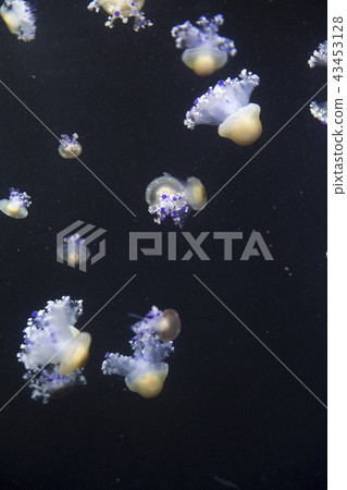 bright jellyfish floating in the dark sea bright jellyfish floating in the dark sea 43453128