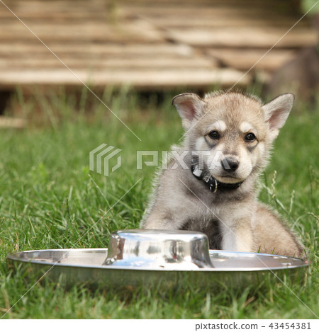 Saarloos wolfhound puppy with bowl 43454381