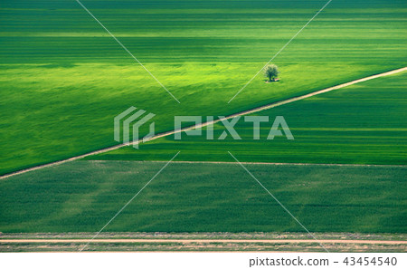 Alone tree in middle of a green field 43454540
